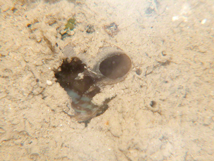 Siphons of piddock Pholas dactylus and tubes of the amphipod Jassa falcata.