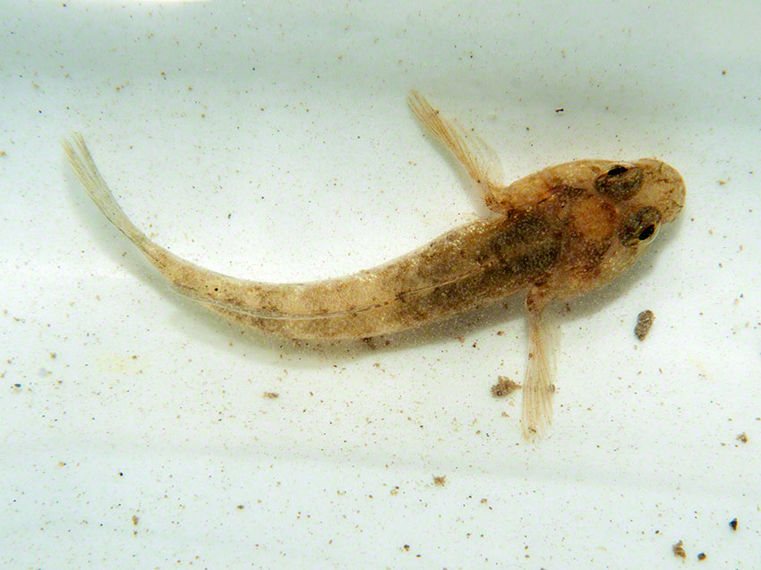 Common goby Pomatoschistus microps