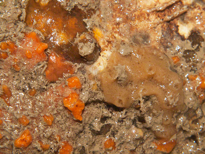 Shaded side of pool covered with Sponges and bryozoans with amphipod tubes