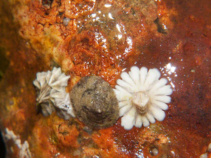 Pink-rayed limpet Tectura virginea, Australian barnacle Austrominius modestus on a cobble