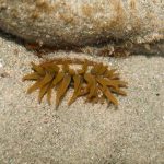 Beadlet Anemone Actinia equina at base of clay exposure.