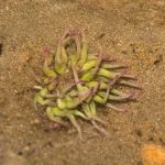 Snake locks anemone Anemonia viridis