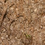 Hydroid Dynamena pumila on a clay outcrop.