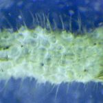 Bryozoan Flustrelidra hispida on an alga.