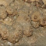 Tunicate, sea squirt, Molgula manhatenensis