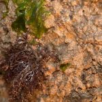 Clay outcrop with Pepper Dulse, Osmundea pinnatifida and other life.