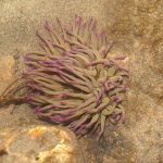 Snake locks anemone Anemonia viridis