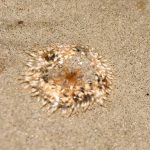 Daisy anemone Cereus pedunculatus in sand between clay outcrops.