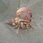 Hermit crab, Pagurus bernhardus