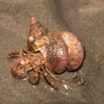 Hermit crab, Pagurus bernhardus