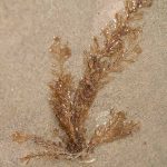 Hydroid Sertularia argentea/cupressina