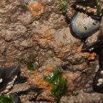 Sponges etc. on an exposed piece of clay.