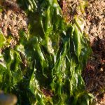 Sea lettuce, Ulva lactuca on side of clay exposure.