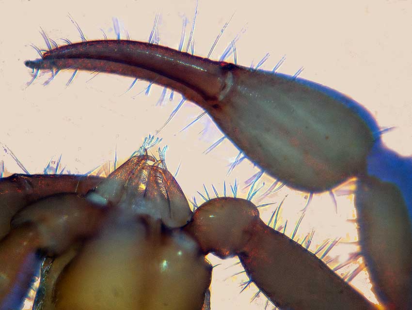 Falkland Islands pseudoscorpion. Anterior dorsal view; prosoma.