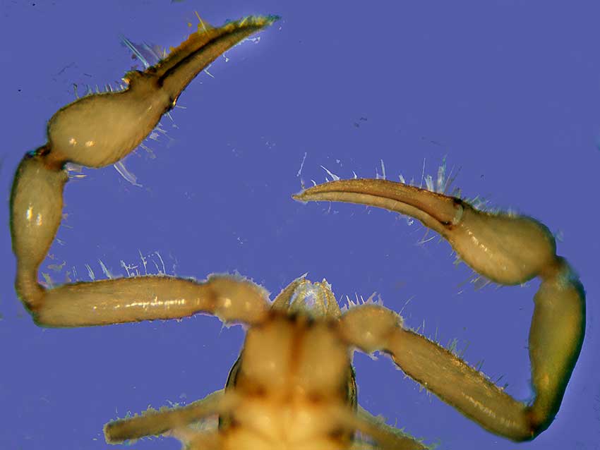 Falkland Islands pseudoscorpion. Ventral view.