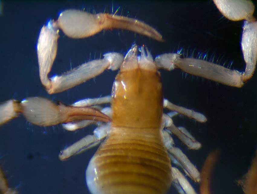 Falkland Islands pseudoscorpion. Dorsal anterior view.