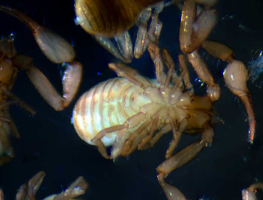 Falkland Islands pseudoscorpion. Ventral view ?female