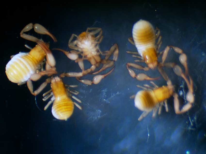 Falkland Islands pseudoscorpion. Group view.