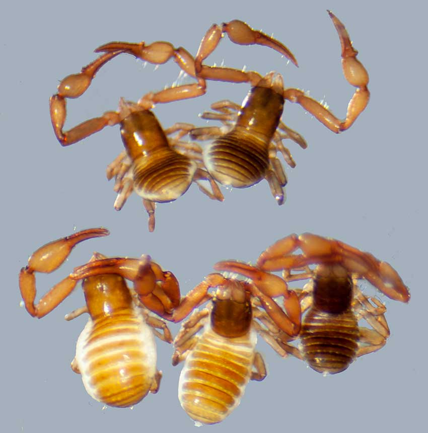 Falkland Islands pseudoscorpion. Group view.