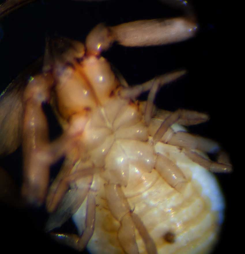 Falkland Islands pseudoscorpion.