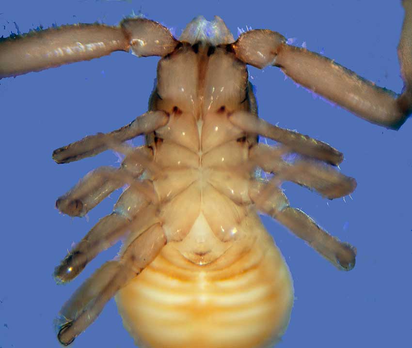 Falkland Islands pseudoscorpion. Ventral view assumed female