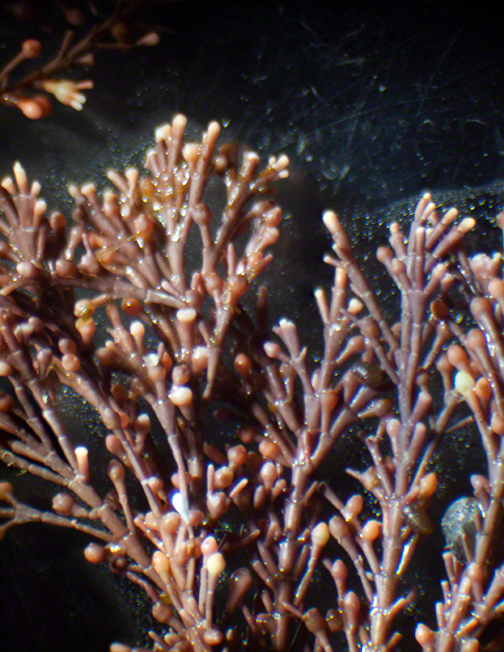 Coral weed, Corallina officinalis